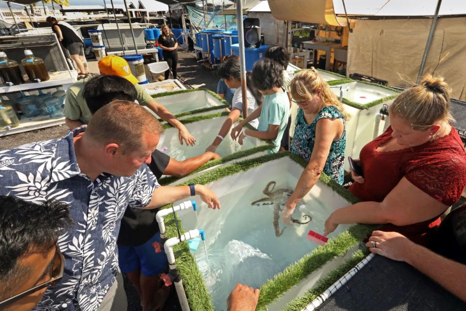 Visitors see octopuses in captivity and put their hands in the tanks to let the octopus approach.