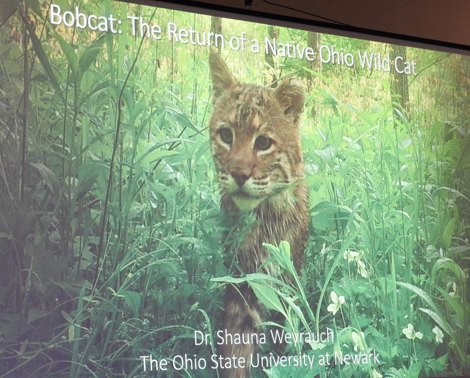 "Bobcat: The Return of a Native Ohio Wild Cat" was recently presented at the Johnson-Humrickhouse Museum by Dr. Shauna Weyrauch of Ohio State University at Newark. It went over finding from a study of bobcats coming back into Coshocton County over the past 10 years.
