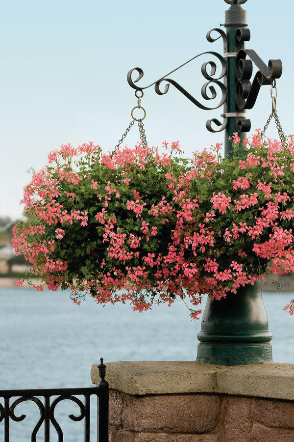 Cascading Geraniums