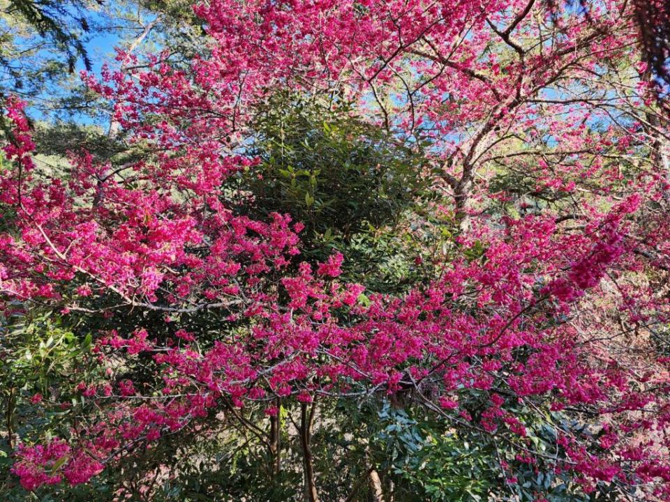 武陵農場目前櫻花綻放，形成一幅美麗又罕見的景致。（記者陳金龍翻攝）