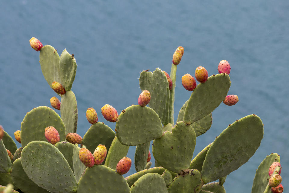 A prickly pear cactus