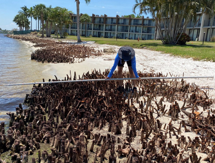 Mangroves were cut with an average depth of 18 feet near the hotel windows, pool and volleyball court, the DEP reported.