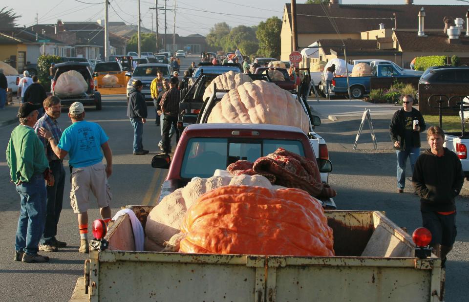 Mighty Gourds On View At Annual World Championship Pumpkin Weigh-Off