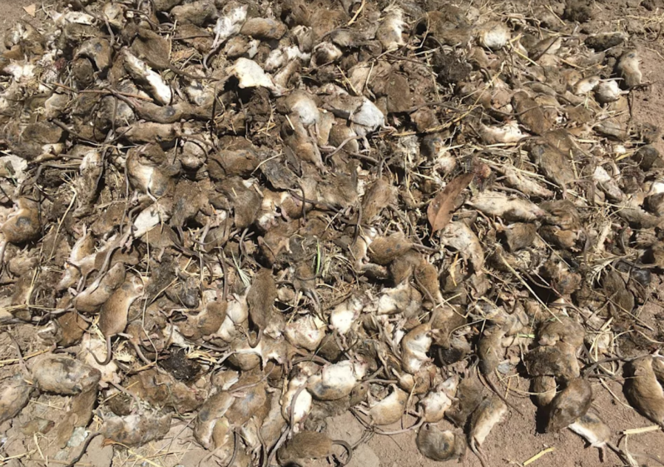 Dead mice seen at a property in Gilgandra, NSW. Source: AAP
