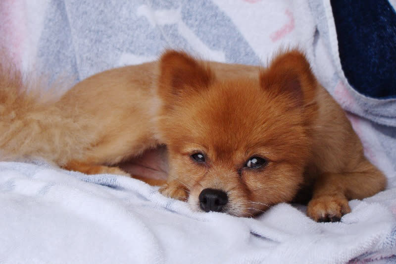 This undated photo provided by Ronald Boisvert shows his dog Fox, who went missing from his south Florida condominium on Friday, Aug. 7, 2015. The dog's owners found its body outside their home the next day, and a veterinarian confirmed that it had been beaten to death. The Pembroke Pines Police Department is investigating the incident. (Ronald Boisvert via AP)