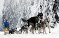 A musher rides his dog sled during a stage of the Sedivackuv Long dog sled race in Destne v Orlickych horach, Czech Republic, January 25, 2019. REUTERS/David W Cerny