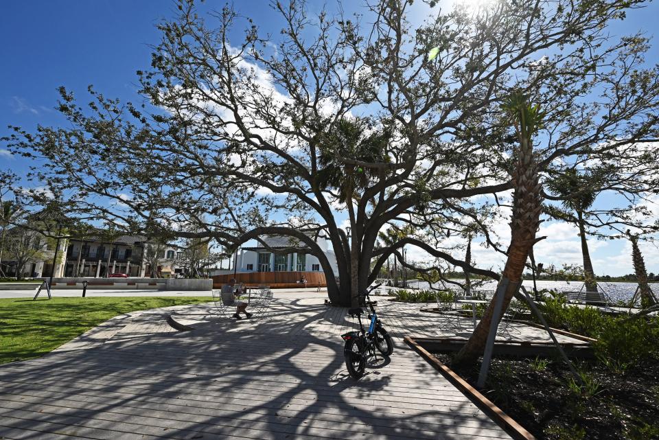 Grand Paradiso resident Steve Sloane took a break from riding his electric bicycle around Downtown Wellen Park to sit in the shade of the 97-year-old live oak heritage tree and capture a photo on his cell phone. The tree was transplanted adjacent to the Great Lawn and 80-acre lake that serves as the focal point for Wellen Park.