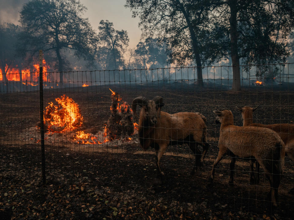 Sheep stand on burnt ground as a house burns during the Zogg Fire near IgoAdam Gray/SWNS