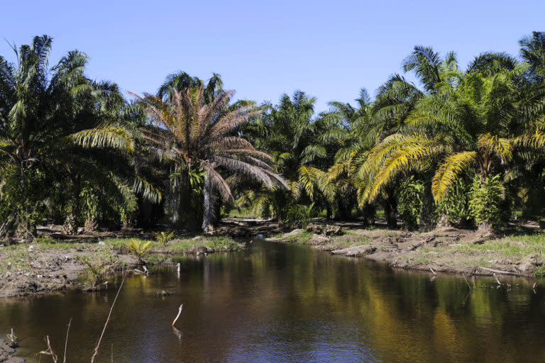 Canales hechos a orillas del Río Cuyamel que surten agua a los plantíos de palma aceitera. Foto CC / Fernando Destephen.