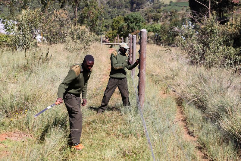 Kenya Forest Service rangers work to maintain an electrical fence surrounding the Eburru forest reserve