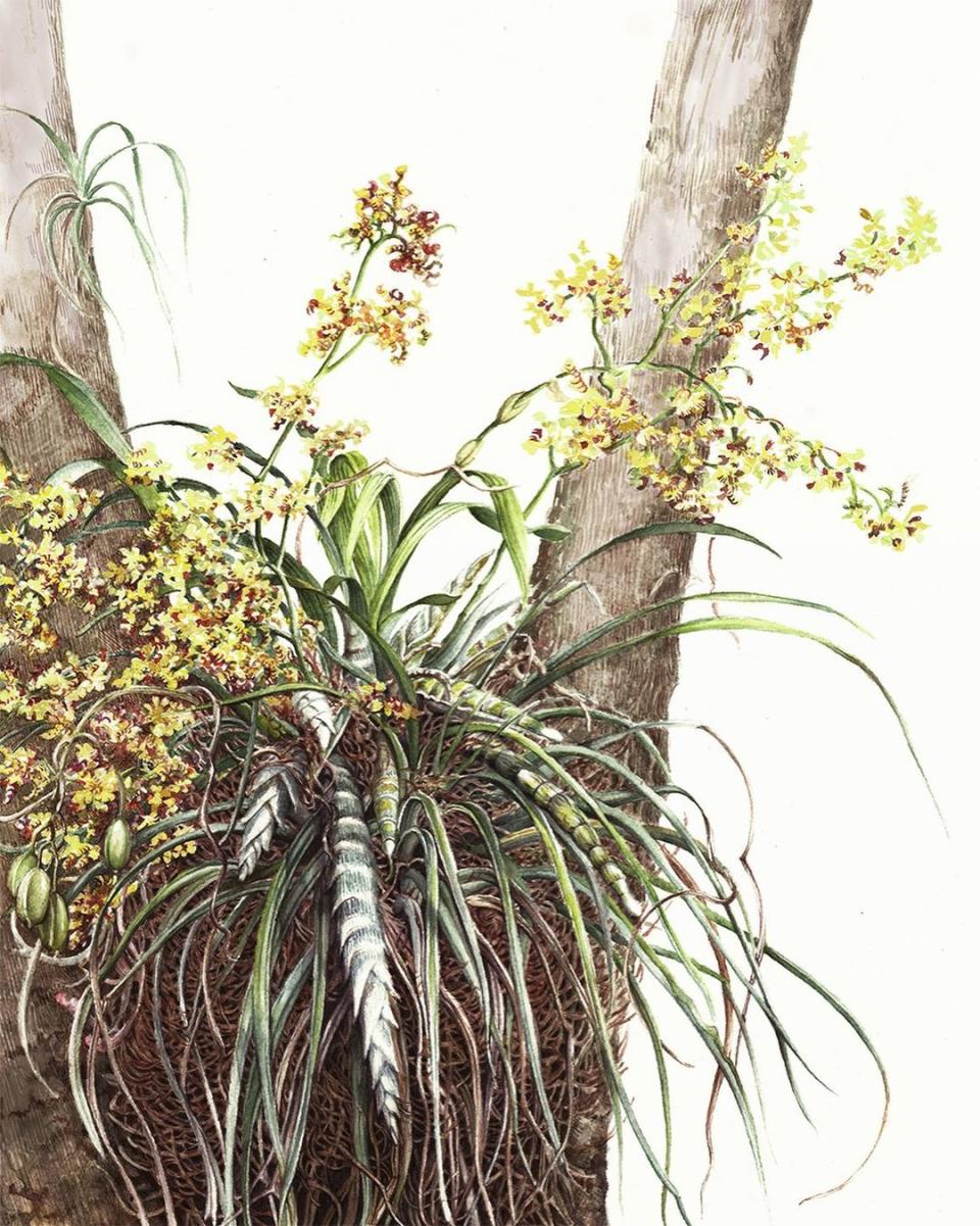 Cyrtopodium punctatum, aptly named the Bee Swarm Orchid