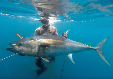 Ryder Devoe, 19, catches a 200-pound Pacific bluefin tuna while spear fishing during a free dive off the coast of San Diego, California, U.S. September 5, 2018. REUTERS/Don Orr