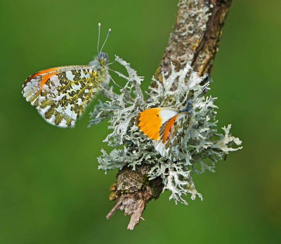 Orange-tip butterfly