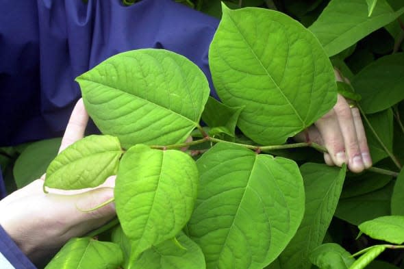 KnotWeed