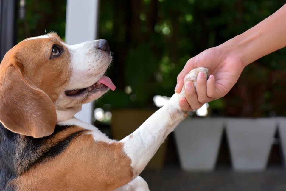 A shot of a dog putting his paw in a person's hand. 