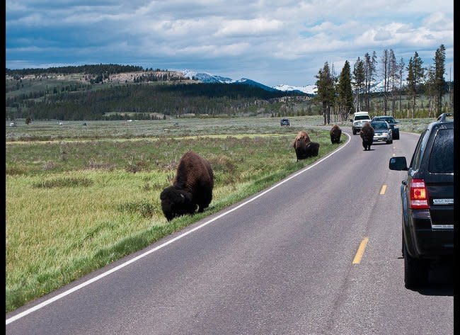 Bison interferring with traffic on Grand Loop Road in Yellowstone National Park, Wyoming. (fritzmb, Flickr)