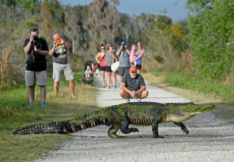 People take pictures of a big alligator crossing Heron Hideout trail at Circle B Bar Reserve in Lakeland on Tuesday Jan. 17, 2017.