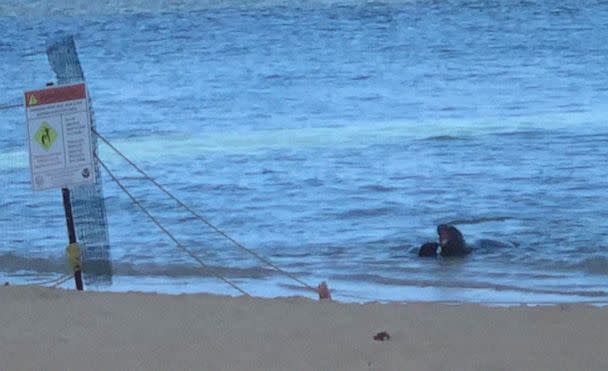 PHOTO: A Hawaiian monk seal and her young pup swim in the water off Kaimana Beach, prior to the incident with the swimmer in the Waikiki neighborhood of Honolulu, Hawaii, July 24, 2022. (Markus Faigle)