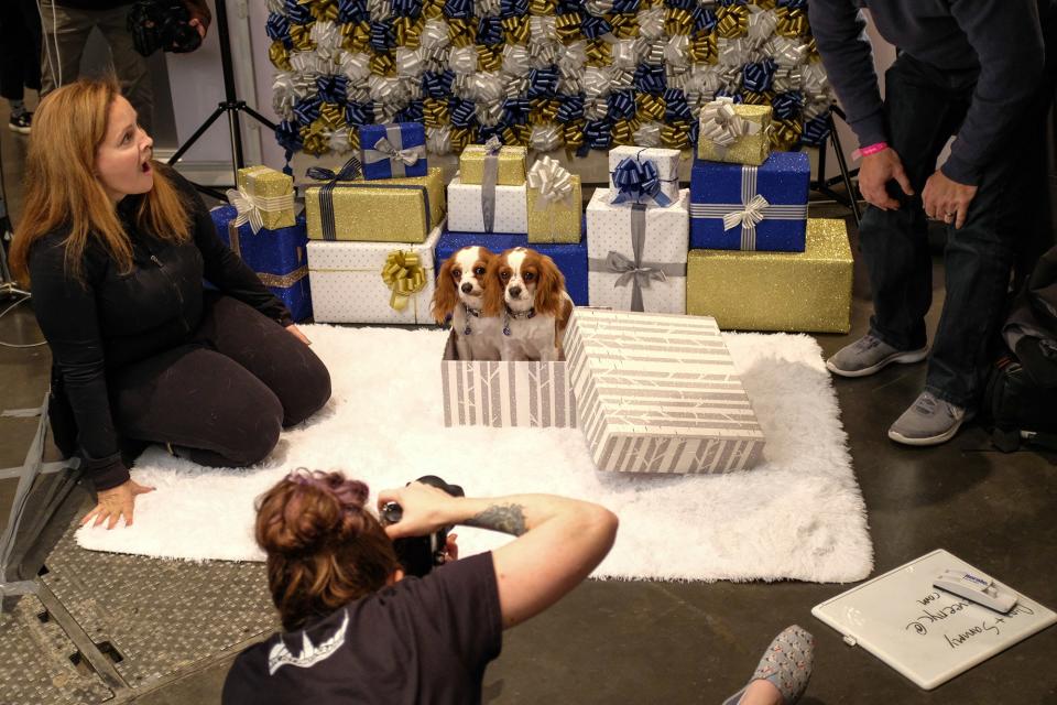 Inside PetCon 2018, the largest gathering of Insta-famous pets—and those aspiring to spon-con their sheepadoodle.