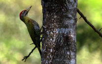 <b>Streak-throated Woodpecker:</b> This woodpecker lives around plantations where we found it.