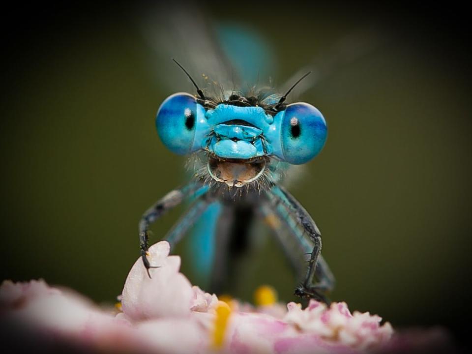 A blue dragonfly that appears to be smiling at the camera.