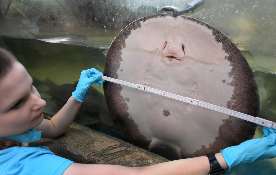 Se está midiendo una raya de agua dulce durante el inventario anual en el acuario Sea Life en Hannover, en el norte de Alemania. (DPA/AFP via Getty Images)