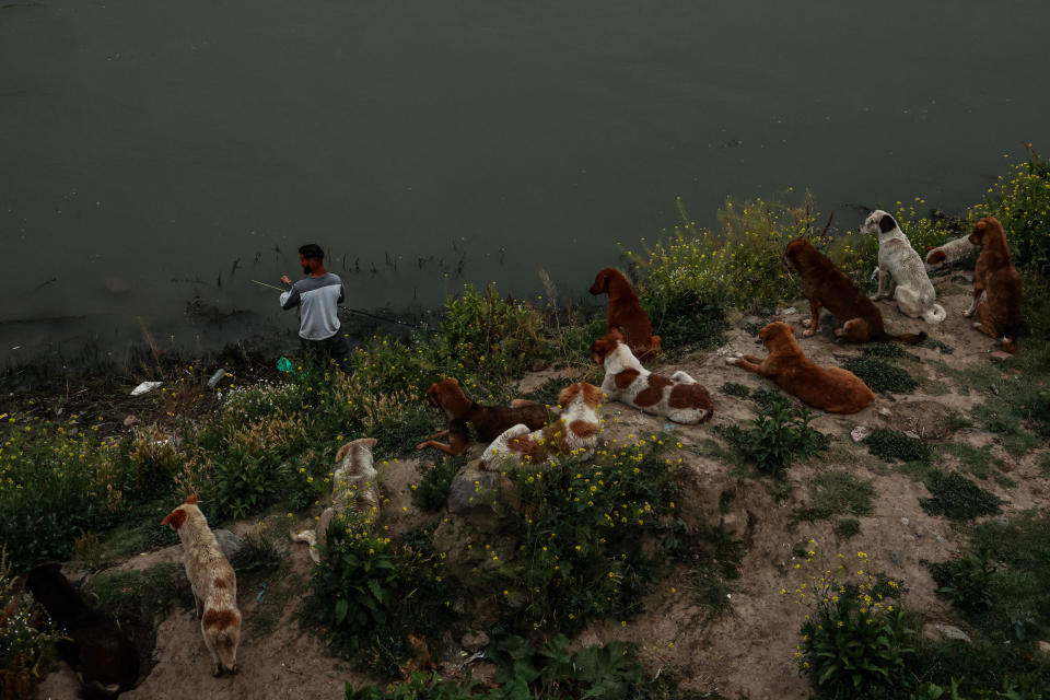 A young man fishes in the Jhelum river in Sopore, Jammu and Kashmir, India, June 12, 2024, as wild dogs watch from the bank.  / Credit: Nasir Kachroo/NurPhoto/Getty