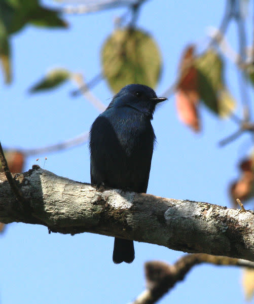 Birdwatching in Munnar