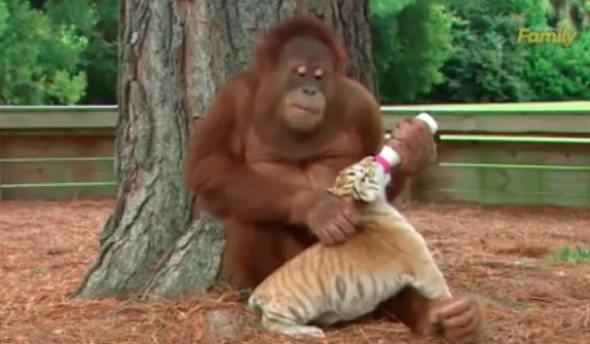 Orangutan bottle feeds tiger cubs (seriously cute video)