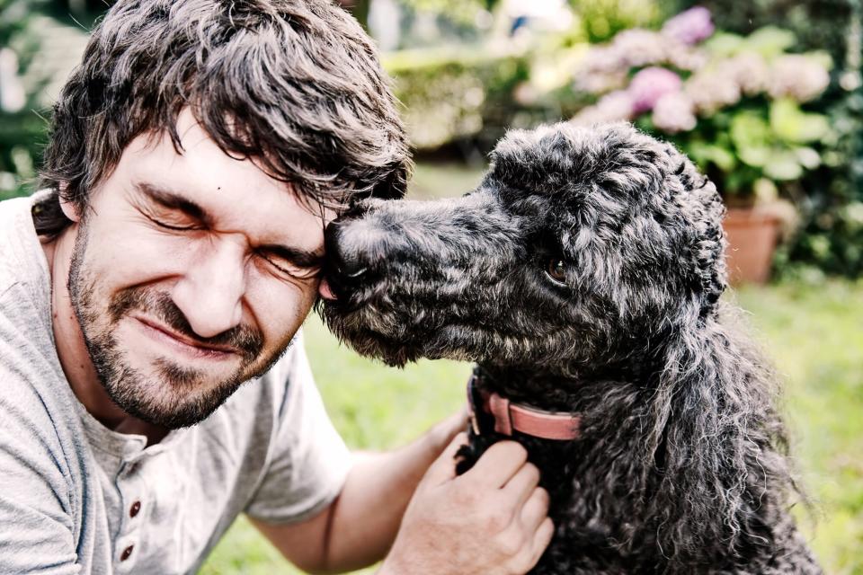 standard poodle licking man on the face; best family dogs