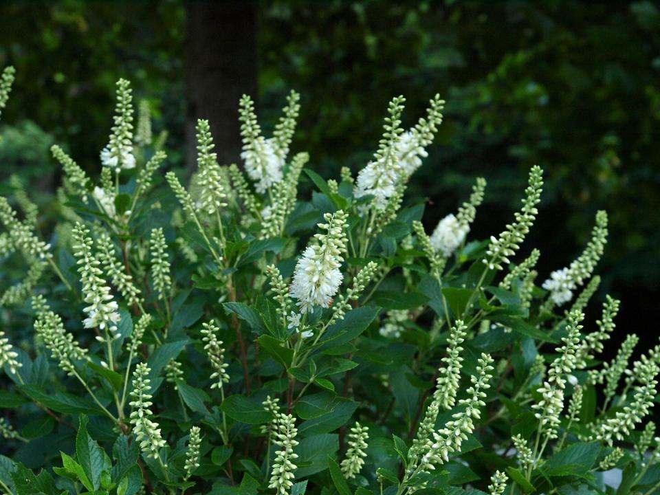 No shrub offers more fragrance and beauty than the summersweet or clethra, varieties with names like Vanilla Spice and Sugartina Crystalina say it all, promising memories for your children.