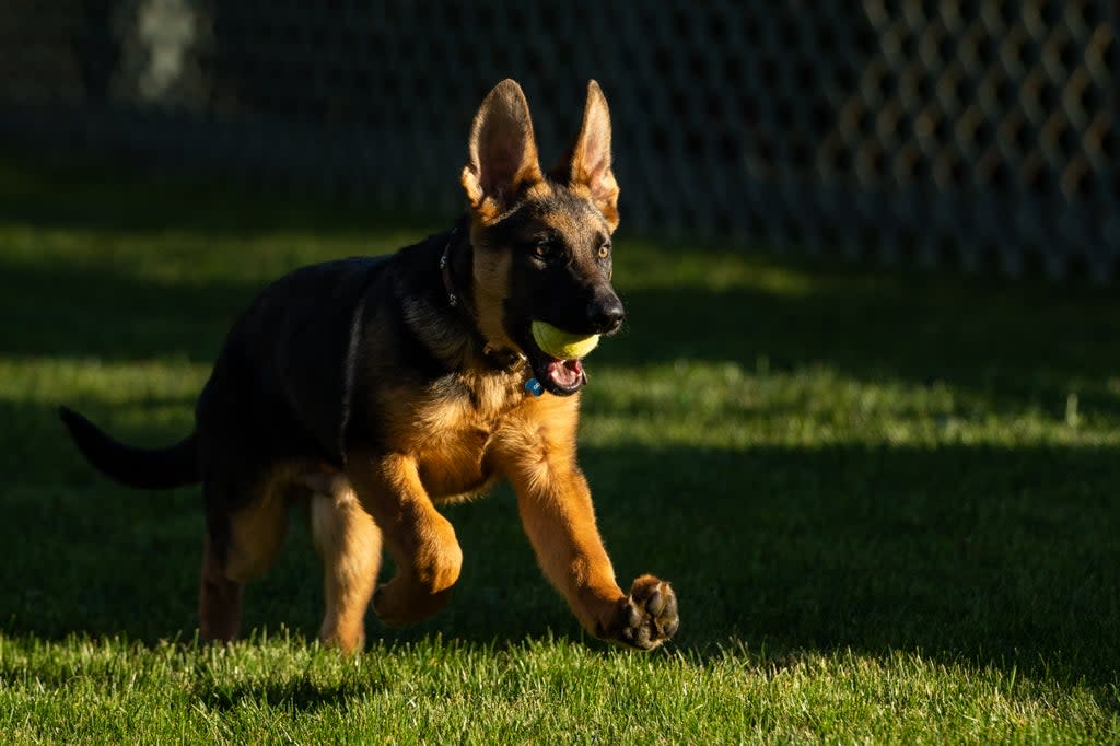 Joe Biden’s new dog ‘Commander’  (The White House/AFP via Getty Im)