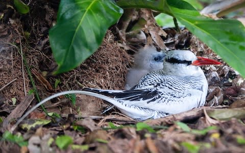 Birds in Tobago - Credit: Getty