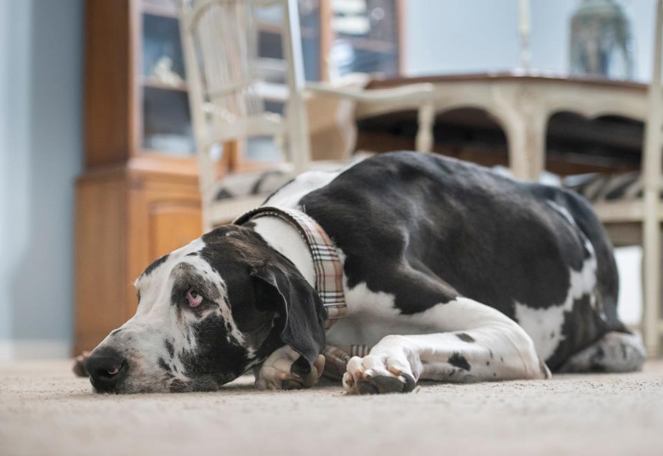 Atlas, a purebred German Harlequin Great Dane who may be the tallest dog in the world, at the Seay family home in Navarre, Fla., on April 9, 2021. The Seay family is in the process of certifying that Atlas is the tallest living dog in the world at 104 centimeters with Guinness World Records.