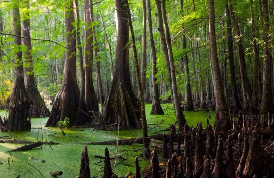 Great Dismal Swamp National Wildlife Refuge via Getty Images