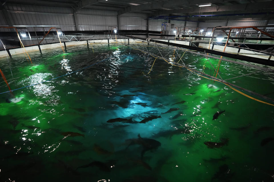 Salmon in the final growth stage before harvest swim in a two-story tank inside the Atlantic Sapphire Bluehouse indoor salmon farm in Homestead, Fla., Wednesday, June 28, 2023. (AP Photo/Rebecca Blackwell)