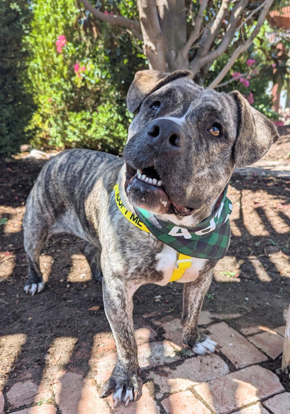 Ruby, ID #411481, is an 8-year-old, 73-pound Staffordshire mix, that is laid-back and just wants to relax and chill. She is housebroken and good on a leash. She is great with other dogs and with kids, but she needs a home without cats. To meet Ruby, go to the Oklahoma City Animal Shelter at 2811 SE 29 between noon and 5 p.m. Tuesday through Saturday. Go to www.okc.gov or www.okc.petfinder.com to see all the cats and dogs available for adoption.