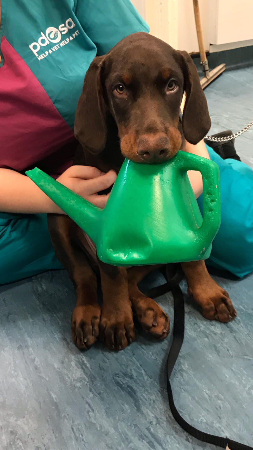 London dog gets mouth stuck on watering can