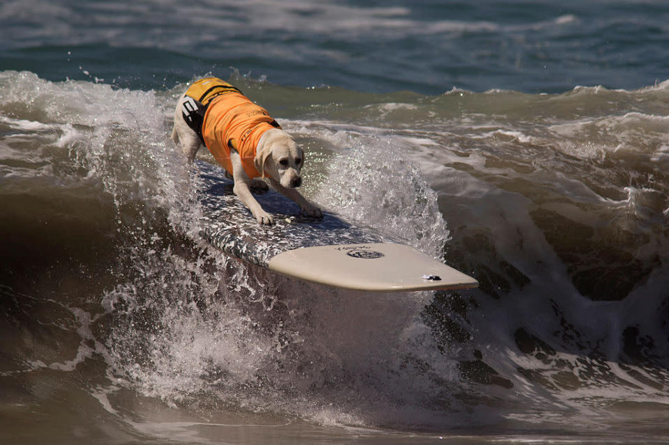 <p>A surfing-savvy pooch rides a wave during the Surf Dog Competition in Huntington Beach, California. Dogs owners and their pets attend the competition from as far as Florida, Australia and Brazil. (Photo: Getty Images)<br></p>