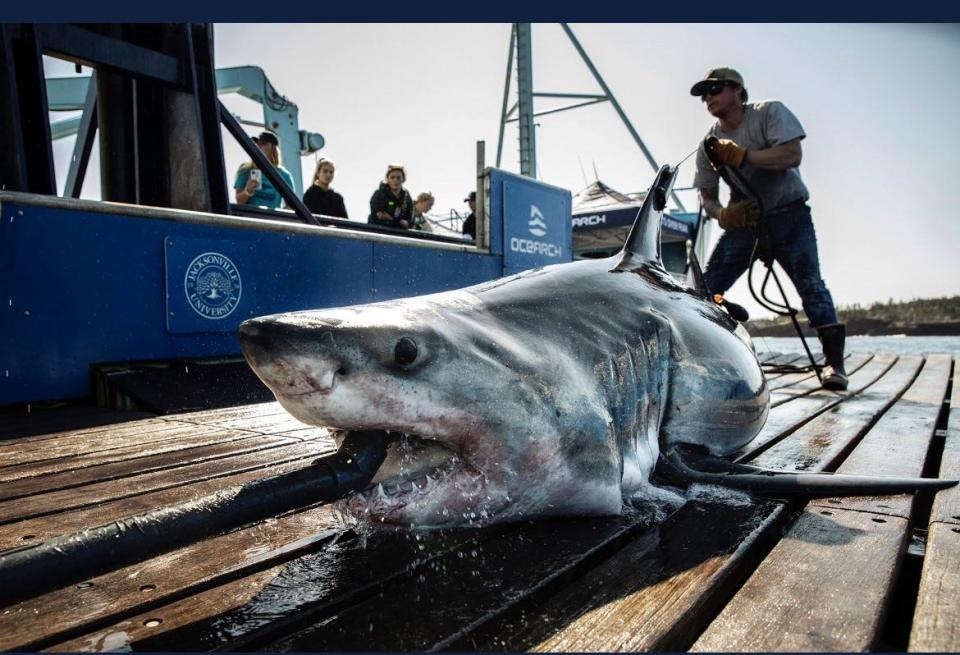 Tancook, pictured while aboard the OCEARCH research vessel on Sept. 22, 2021, is a tagged great white shark.