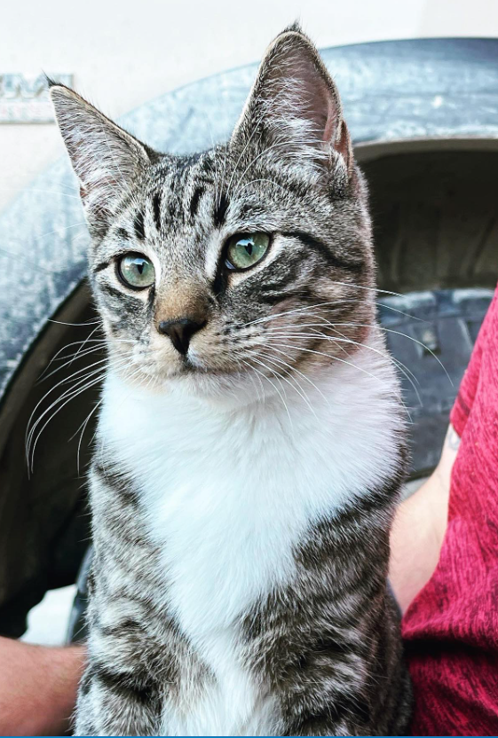 "We lost our sweet, sweet boy Jarvis last night," Morgan Thompson of Carbondale wrote on Facebook regarding the death of her family's 1-year-old cat, Jarvis, shown here, who had become infected with a tick-borne disease.