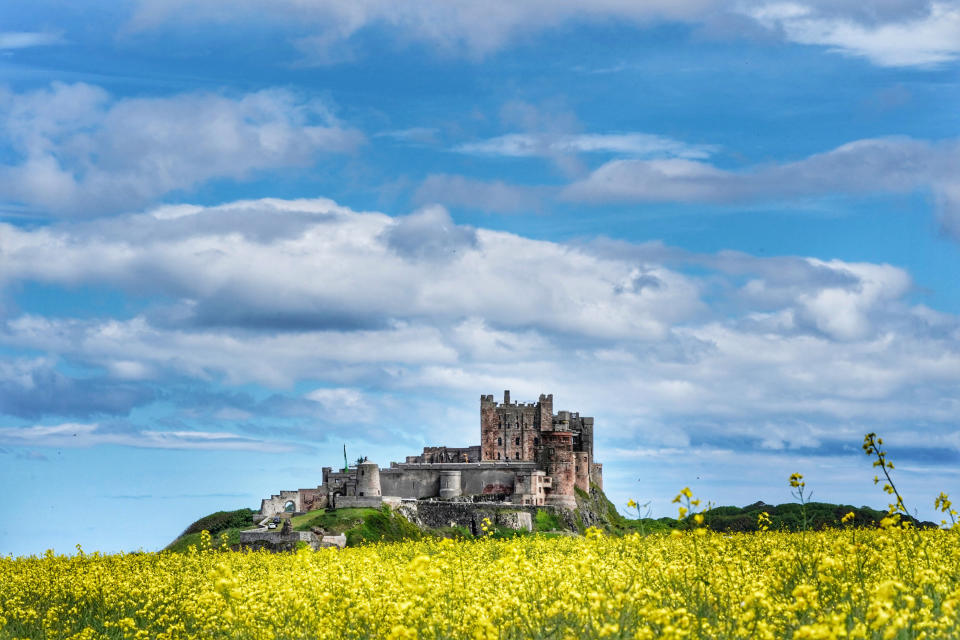 Oil seed rape fields near Bamburgh Castle in Northumberland. Picture date: Wednesday June 9, 2021. (Photo by Owen Humphreys/PA Images via Getty Images)