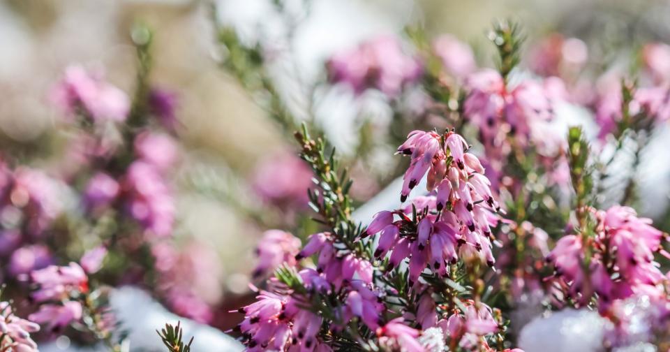 Blooming Purple Flowering Heather Blooms with Snow