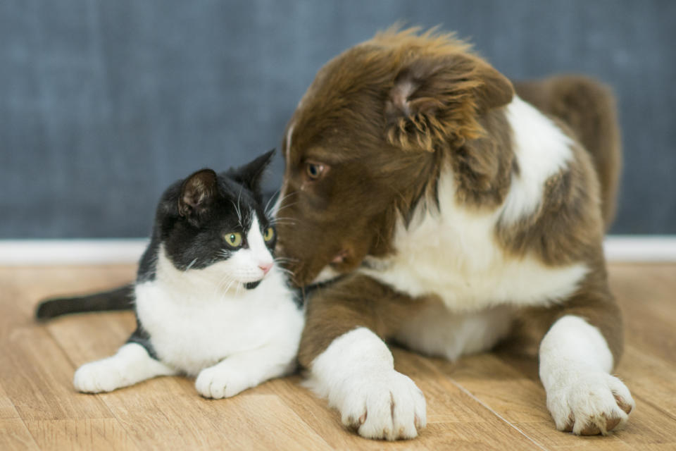 Eine tierische Freundschaft: Dank der Hündin Daisy konnte der Kater Mowgli aus einem 30 Meter tiefen Minenschaft gerettet werden. (Symbolbild: Getty Images)