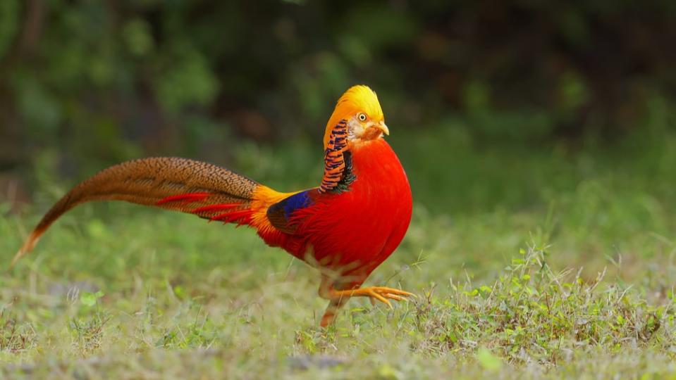 Golden pheasant