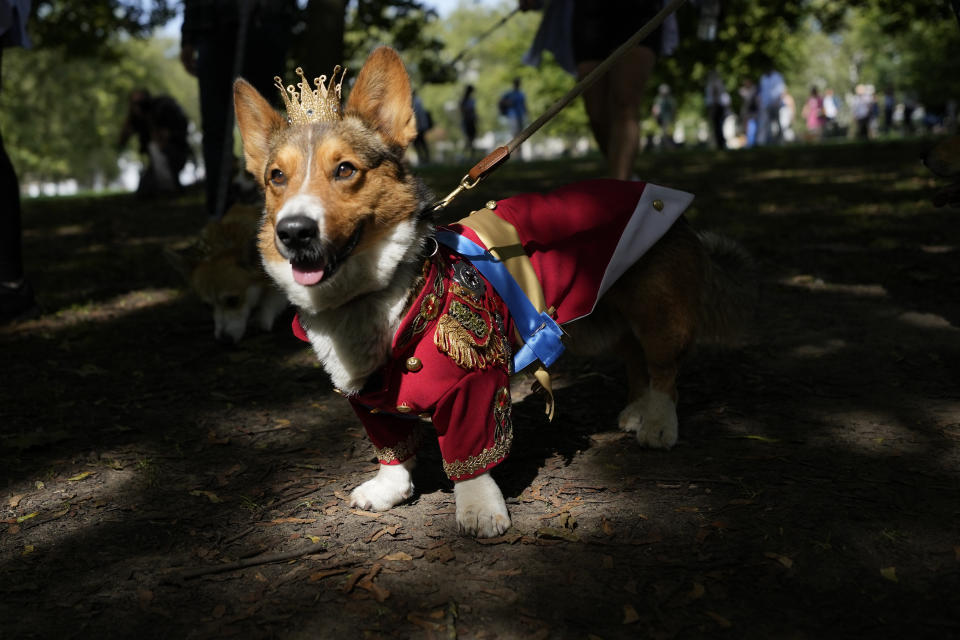 Ruffus a Cardiganshire Corgi takes part in a parade of corgi dogs in memory of the late Queen Elizabeth II, outside Buckingham Palace, in London, Sunday, Sept. 3, 2023. Royal fans and their pet corgis have gathered outside Buckingham Palace to remember Queen Elizabeth II a year on since the late monarch's death. Around 20 corgi enthusiasts dressed up their pets in crowns, tiaras and royal outfits and paraded them outside the palace in central London Sunday to pay tribute to Elizabeth, a well-known lover of the dog breed. (AP Photo/Alastair Grant)