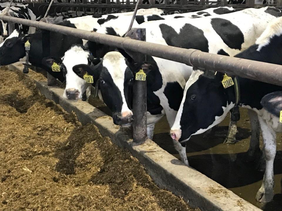 Cows at feeding time at Goma Dairy on Monday, Dec. 27, 2021.