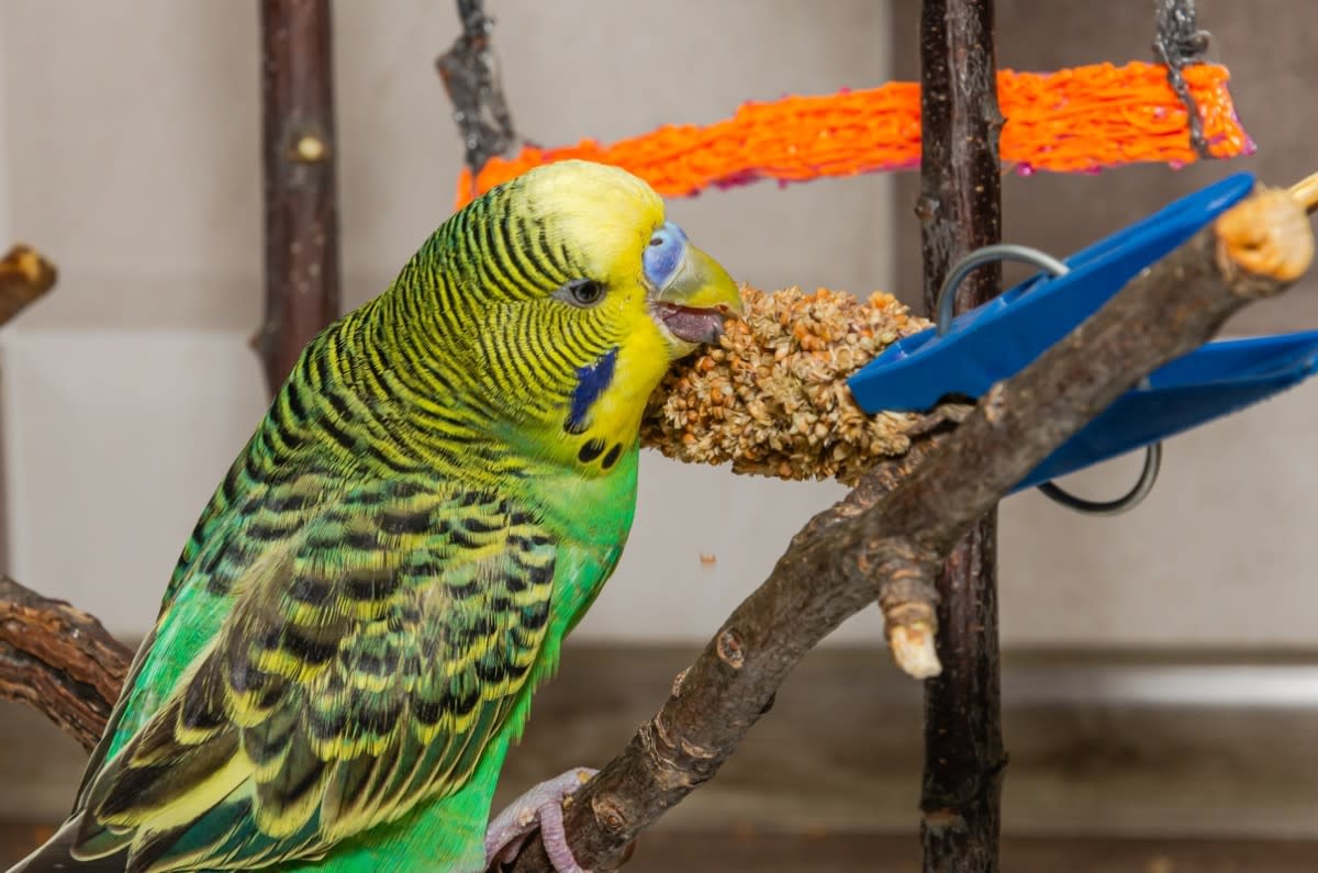 A budgie eating a spray millet treat<p>Volodymyr Nik via Shutterstock</p>