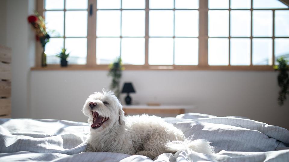 Fluffy Maltese dog lying on bed in bedroom in the morning