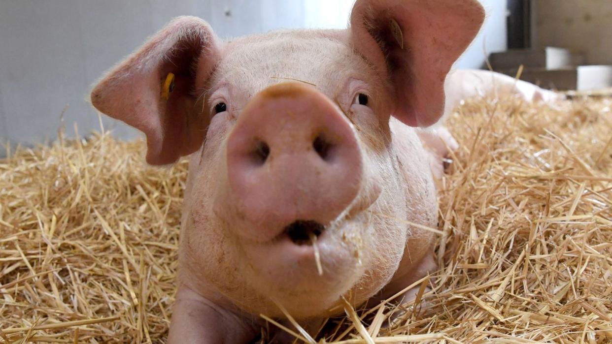 Rund 260.000 Tonnen Schweinefleisch sollen in Deutschland aktuell auf Lager sein.